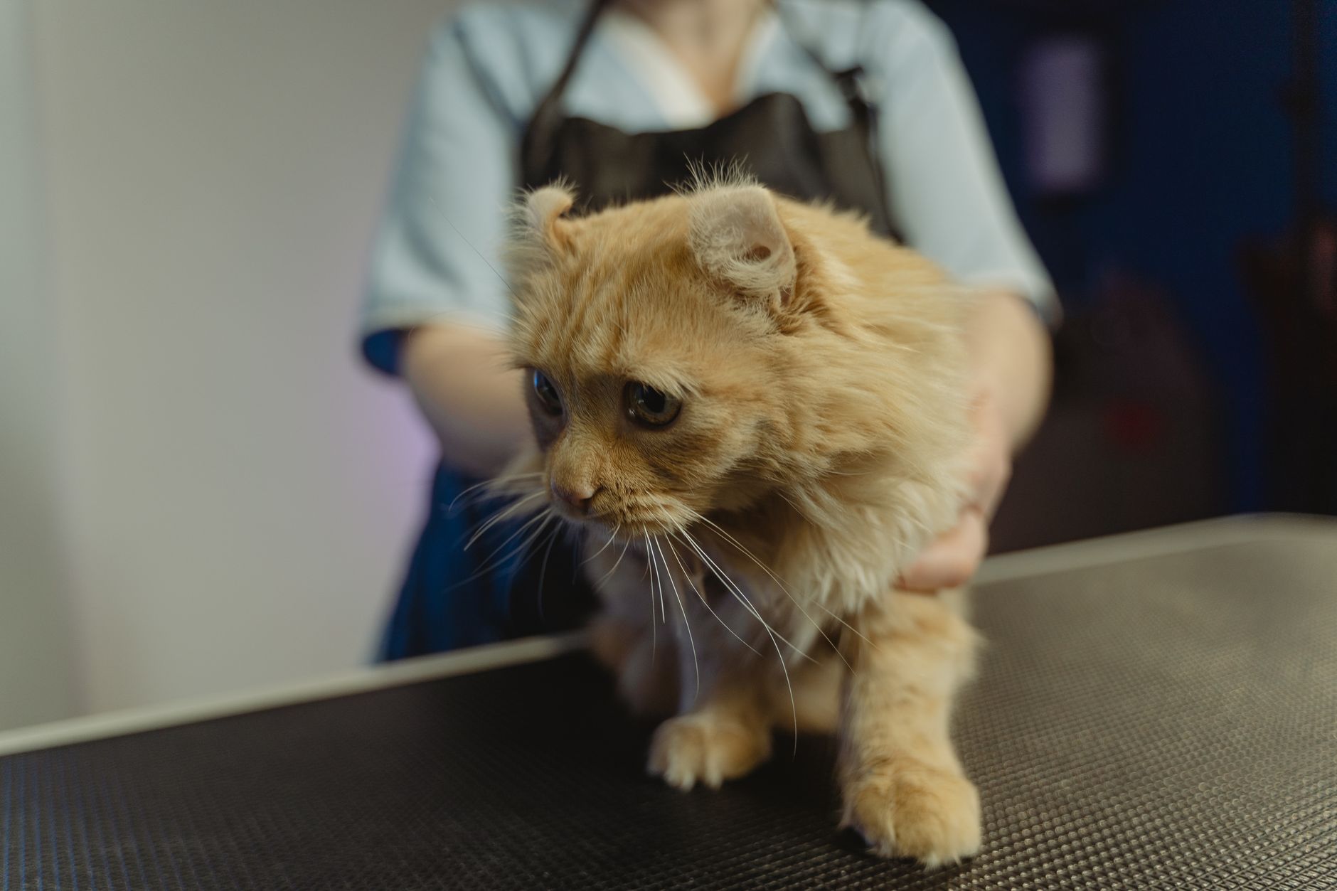 Signs of a Urinary Blockage in Cats Every Owner Should Know